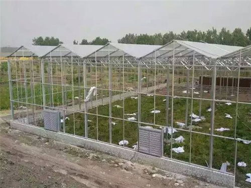 玻璃溫室造價、材料及配套設(shè)施設(shè)計解析