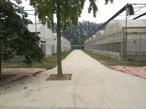 圣啟農(nóng)業(yè)物聯(lián)網(wǎng)技術(shù)引領(lǐng)溫室農(nóng)業(yè)革新 大棚材料與配套設(shè)施的創(chuàng)新設(shè)計