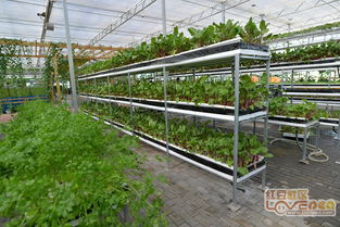 溫室大棚種植 富川福利生態(tài)高值農(nóng)業(yè)示范園的大棚材料與配套設(shè)施設(shè)計